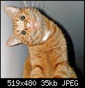 Cliquez sur l'image pour la voir en taille relle

Nom : chat-qui-penche-la-tete.jpg
Affichages : 217
Taille : 34,9 Ko
ID : 4278